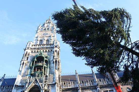 die serbsche Fichte aus Burghausen wurde am Morgen des 08.11.2017 von der Feuerwehr hochgezogen und an ihren Platz vor dem Rathaus transportiert (©Foto:Martin Schmitz)